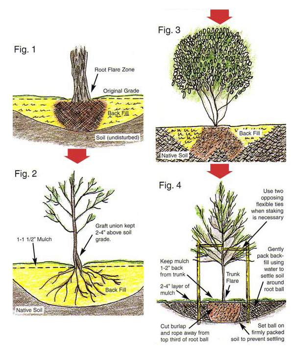 Plantin Guide