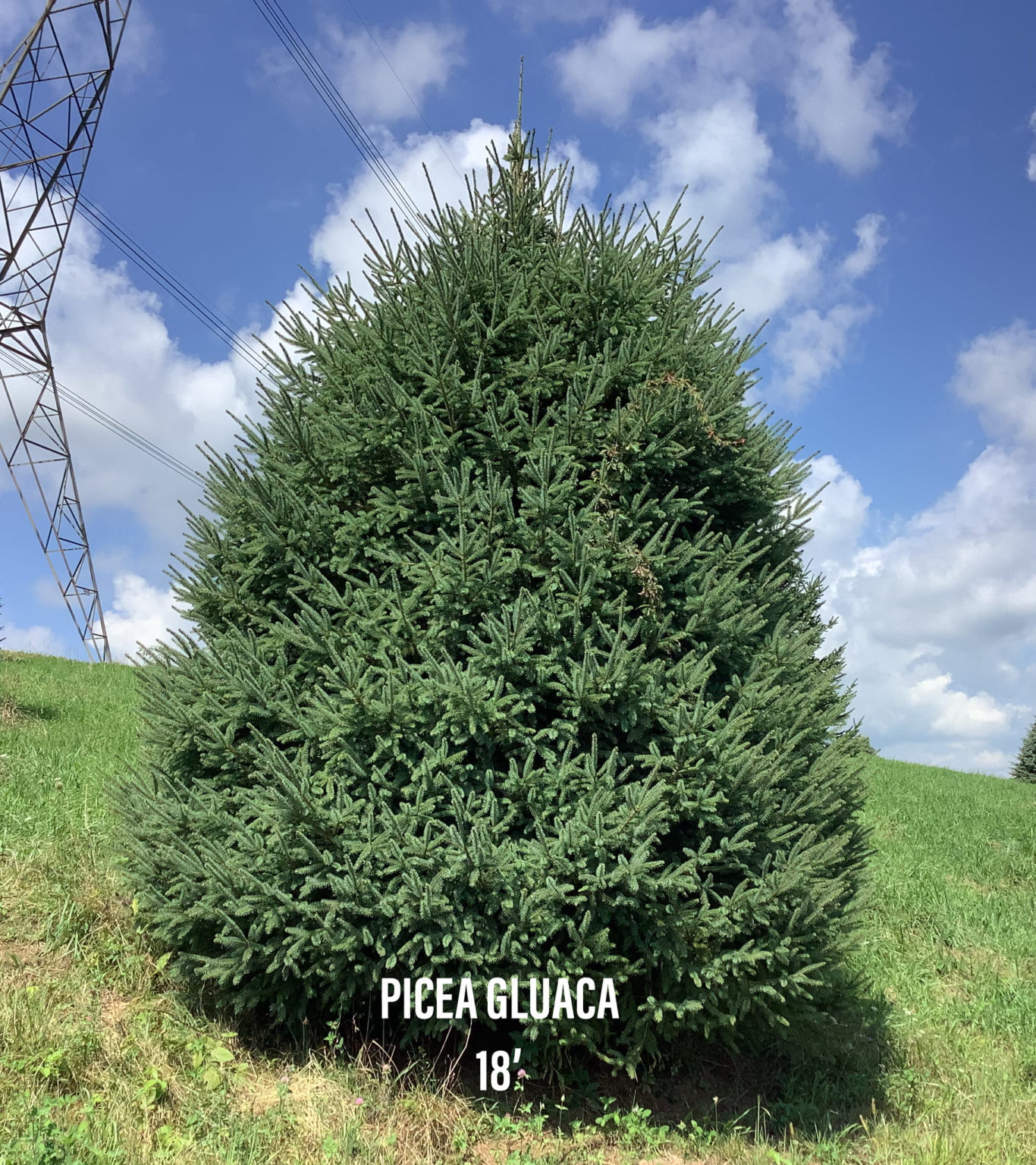 Evergreen Briar Rose Nurseries